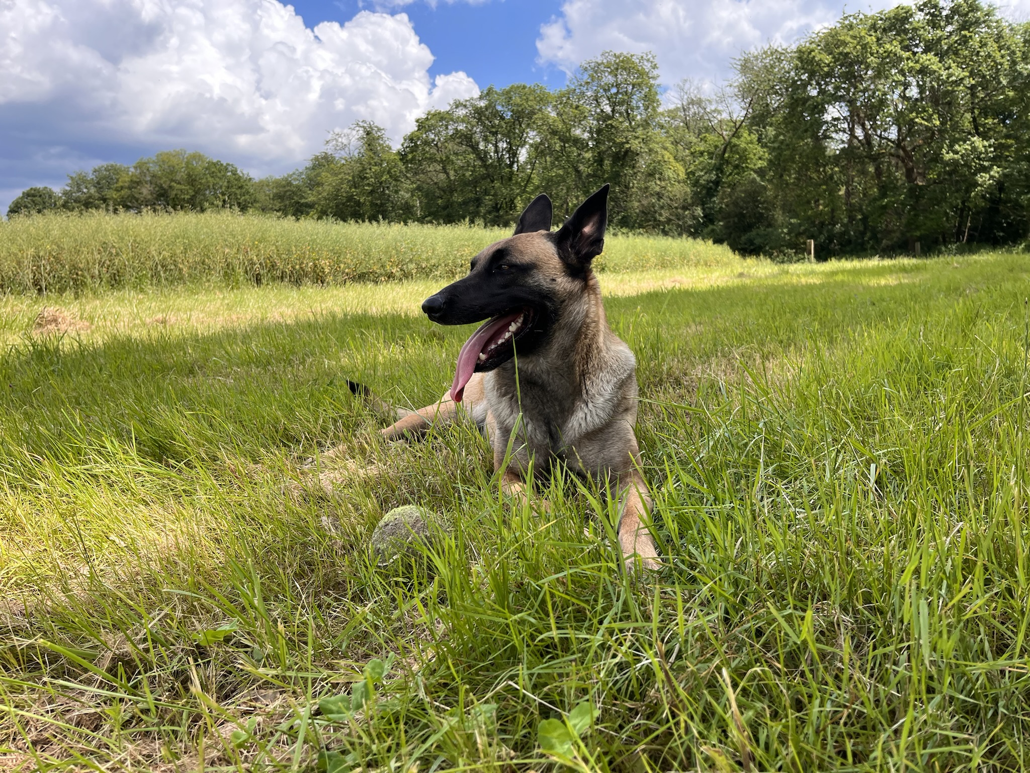 Photo de Saphira en couleur